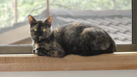 Biscuit on the window sill in the spare room upstairs.